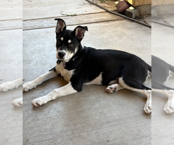 Medium Photo #1 Siberian Husky Puppy For Sale in CHANDLER, AZ, USA