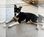 Small Siberian Husky