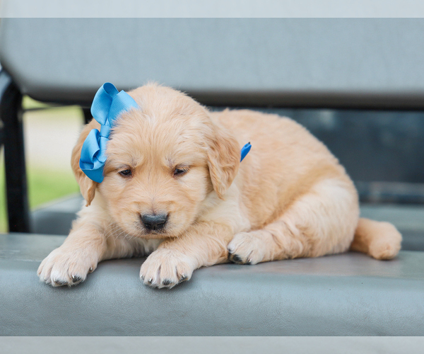 Medium Photo #5 Golden Retriever Puppy For Sale in LIBERTY, KY, USA
