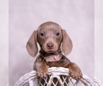 Small Photo #54 Dachshund Puppy For Sale in WARSAW, IN, USA