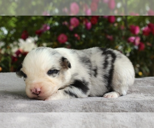 Medium Photo #17 Australian Shepherd Puppy For Sale in ACTON, CA, USA
