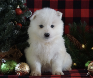 Samoyed Puppy for sale in SEATTLE, WA, USA