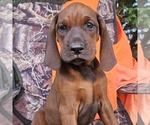 Small Redbone Coonhound
