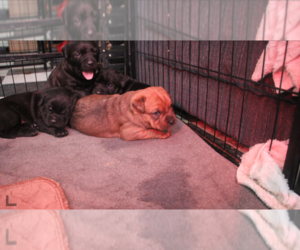 American Bully-Rottweiler Mix Puppy for Sale in ROSEBURG, Oregon USA