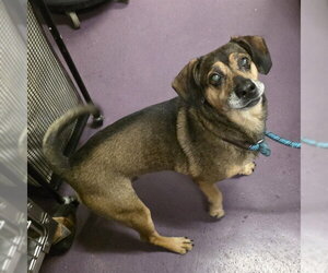 Cheagle Dogs for adoption in Long Beach, CA, USA