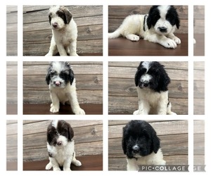 Newfypoo Puppy for sale in RIVERVIEW, FL, USA
