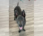 Small #1 Labrador Retriever Mix