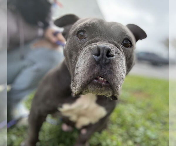 Medium Photo #4 Bulldog-Unknown Mix Puppy For Sale in Sanford, FL, USA