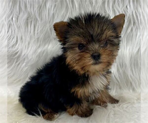 Medium Photo #7 Yorkshire Terrier Puppy For Sale in DALLAS, TX, USA