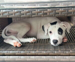 American Pit Bull Terrier-Unknown Mix Dogs for adoption in pomfret, CT, USA