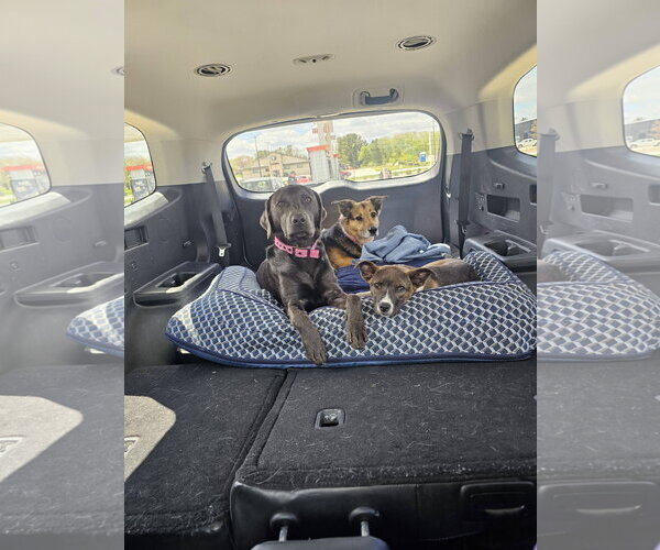 Medium Photo #3 Labsky Puppy For Sale in Sheboygan, WI, USA