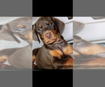 Small #7 Doberman Pinscher