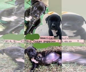 American Pit Bull Terrier-Cane Corso Mix Puppy for sale in EL PASO, TX, USA
