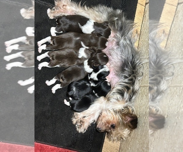 Medium Photo #31 Yorkshire Terrier Puppy For Sale in ROCKFORD, IL, USA