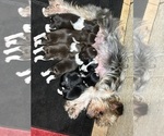 Small #30 Yorkshire Terrier