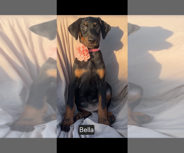 Medium Photo #2 Doberman Pinscher Puppy For Sale in POMEROY, OH, USA
