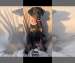 Small #1 Doberman Pinscher