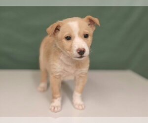 Lexus - Female Border Collie-Unknown Mix Dog for Adoption - Photo #3