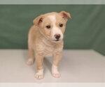 Small Photo #3 Border Collie-Unknown Mix Puppy For Sale in Royal Palm Beach, FL, USA