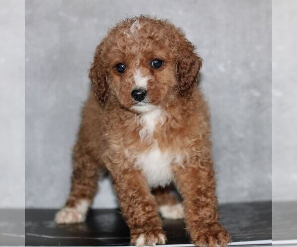 Medium Photo #3 Poodle (Miniature) Puppy For Sale in LEOLA, PA, USA