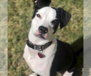 Boston Terrier-Boxer Mix Dogs for adoption in San Diego, CA, USA
