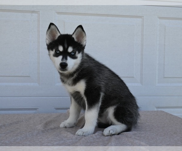 Medium Photo #2 Siberian Husky Puppy For Sale in HOLMESVILLE, OH, USA