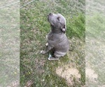 Small Photo #3 American Bully Puppy For Sale in PELAHATCHIE, MS, USA