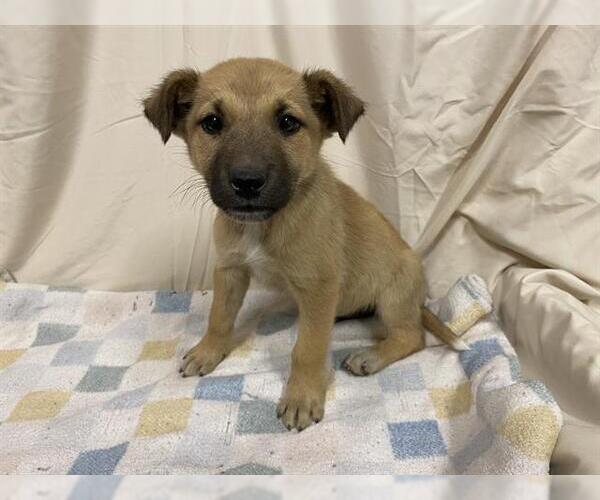Medium Photo #1 German Shepherd Dog-Unknown Mix Puppy For Sale in Modesto, CA, USA
