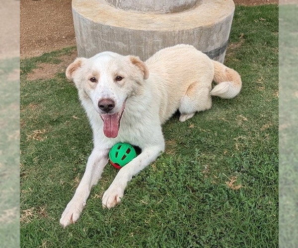 Medium Photo #1 Goberian Puppy For Sale in Plano, TX, USA