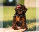 Puppy Buttercup AKC Poodle (Miniature)
