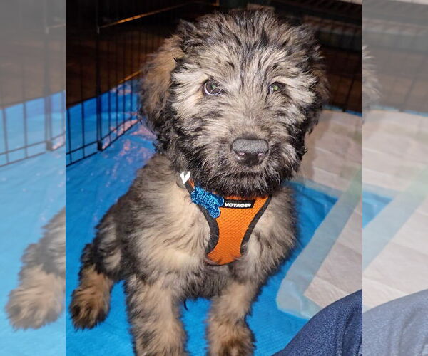 Medium Photo #1 Labrador Retriever-Unknown Mix Puppy For Sale in Plainfield, IL, USA