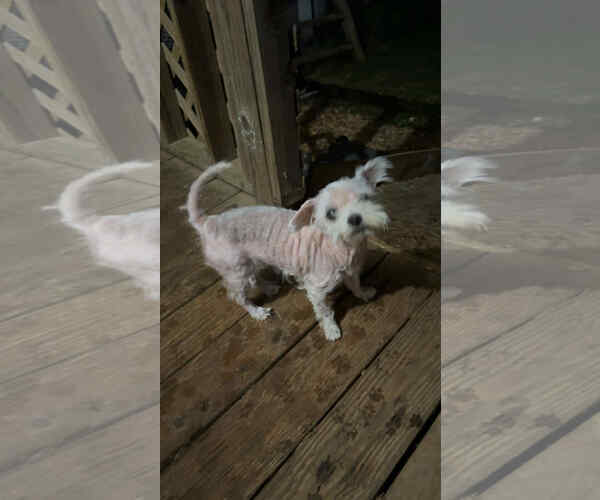 Medium Photo #5 Poodle (Miniature)-Unknown Mix Puppy For Sale in Minneapolis, MN, USA
