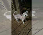 Small #4 Poodle (Miniature) Mix