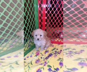 Maltipoo-Poodle (Standard) Mix Puppy for sale in STOCKTON, CA, USA