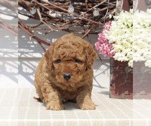 Goldendoodle (Miniature) Puppy for sale in FREDERICKSBURG, OH, USA