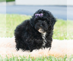 Small #3 Poodle (Miniature)