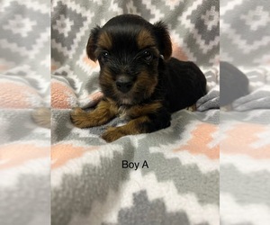 Yorkshire Terrier Puppy for Sale in ROANOKE, Illinois USA