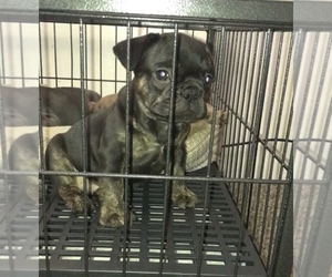 French Bulldog Puppy for sale in LOS ANGELES, CA, USA
