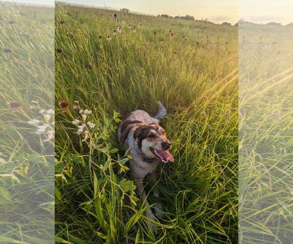 Medium Photo #4 Pyrenees Border Collie Puppy For Sale in Minneapolis, MN, USA