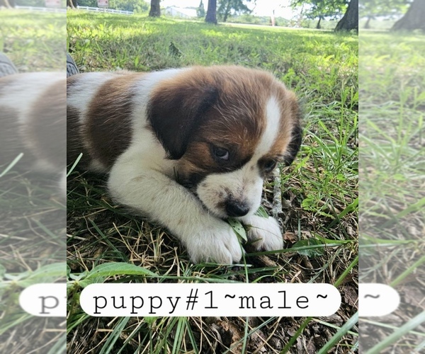 Medium Photo #8 Yorkshire Terrier Puppy For Sale in MOUNT VERNON, MO, USA