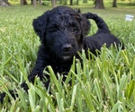 Small Goldendoodle-Poodle (Standard) Mix