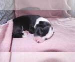 Small Photo #2 Border Collie Puppy For Sale in AIKEN, SC, USA