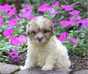 Poodle (Miniature)-Portuguese Water Dog Mix Puppy for sale in FREDERICKSBG, OH, USA