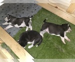 Small Photo #54 Siberian Husky Puppy For Sale in ALTON, IL, USA