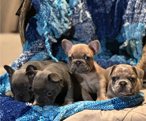 French Bulldog Litter for sale in HOUSTON, TX, USA