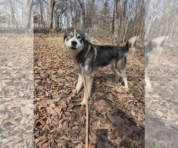 Medium Photo #9 Siberian Husky Puppy For Sale in Rustburg, VA, USA