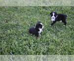 Small #17 Miniature Australian Shepherd