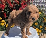 Small #10 Goldendoodle (Miniature)