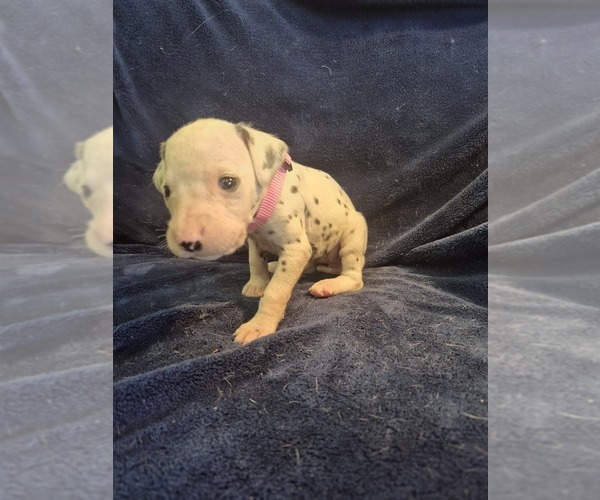 Medium Photo #1 Dalmatian Puppy For Sale in LEIPSIC, OH, USA