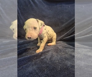 Medium Dalmatian